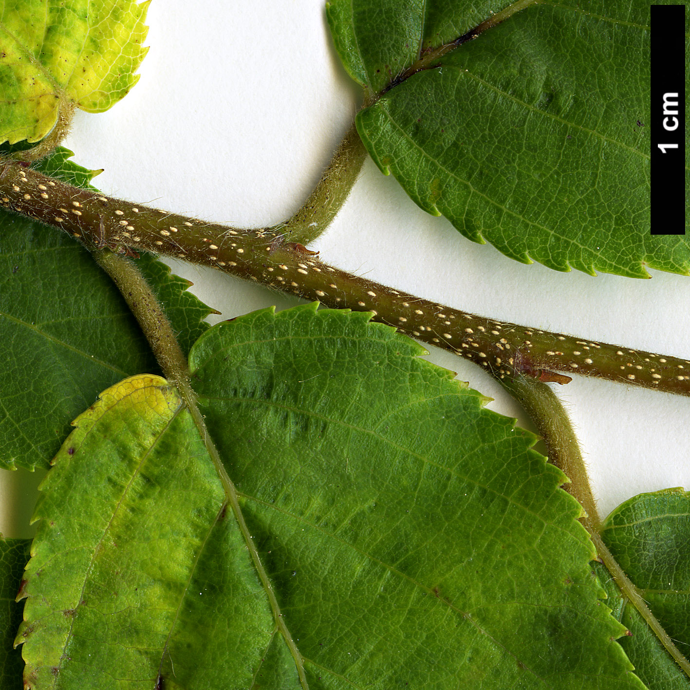 High resolution image: Family: Betulaceae - Genus: Carpinus - Taxon: londoniana